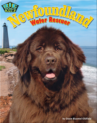Newfoundland: Water Rescuer