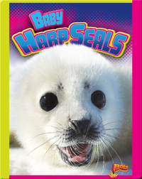 Baby Harp Seals
