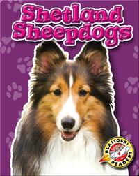 Shetland Sheepdogs: Dog Breeds