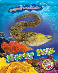 Animals of the Coral Reefs: Moray Eels