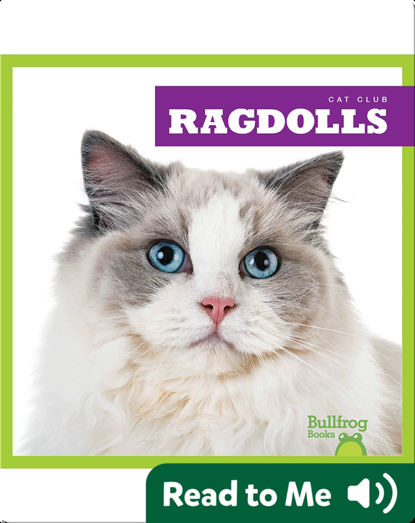 Cat Club: Ragdolls