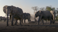 BBC Life: Elephants