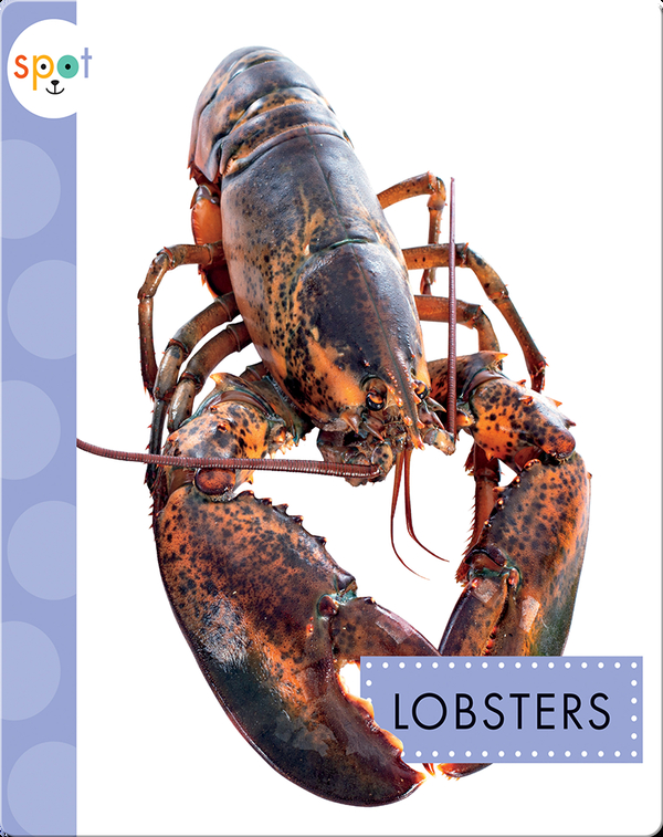 Ocean Animals: Lobsters
