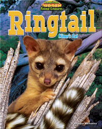 Ringtail: Miner's Cat
