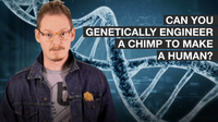 Can Chimps Be Genetically Engineered to Be Like Humans?