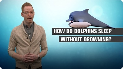 How Do Dolphins Sleep Without Drowning?