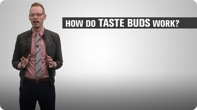 How Do Taste Buds Work?
