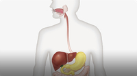 Did You Know: Digestive System