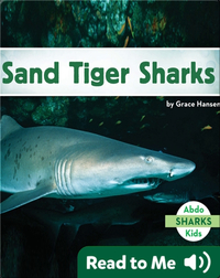 Sand Tiger Sharks