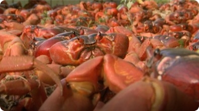 The Amazing Red Crabs of Christmas Island