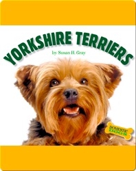 Yorkshite Terriers