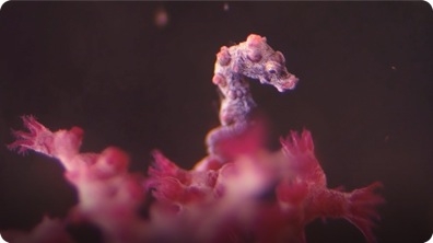 Pygmy Seahorses: Masters of Camouflage
