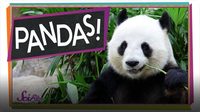 SciShow Kids: The Problem With Pandas