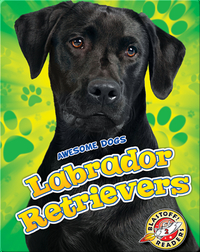 Awesome Dogs: Labrador Retrievers