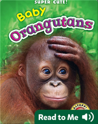 Super Cute! Baby Orangutans