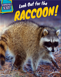 Look Out for the Raccoon!