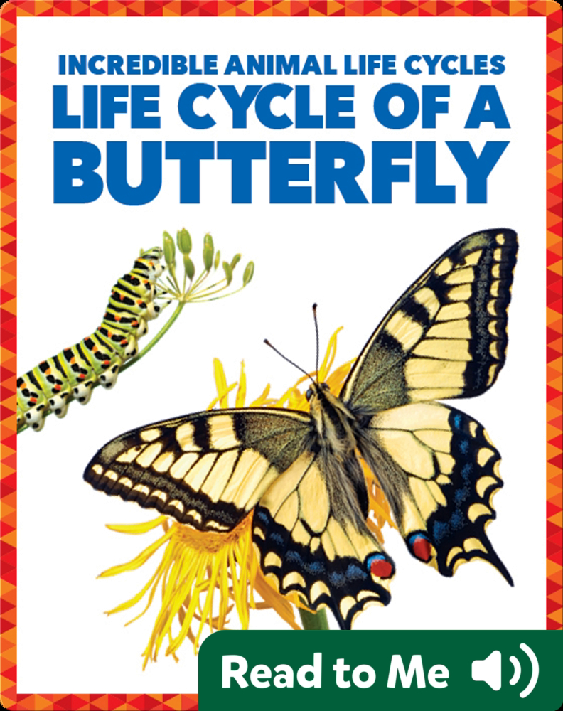 the-kinder-project-butterfly-life-cycle-reader