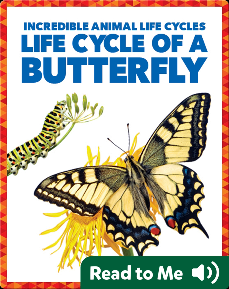 Butterfly Life Cycle Printable Booklet