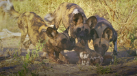 Affection and Protection of Wild Dogs