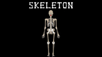 Skeletal System Song | The Human Body for Kids