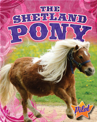 The Shetland Pony