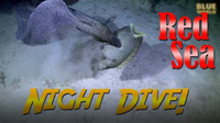Jonathan Bird's Blue World: Red Sea Night Dive!