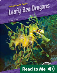 Animals With Camo: Leafy Sea Dragons