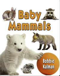 Baby Mammals