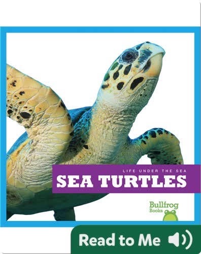 Life Under The Sea: Sea Turtles