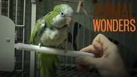 The Truth About Chopsticks the Quaker Parrot