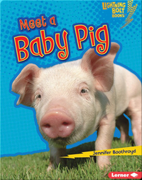 Meet a Baby Pig