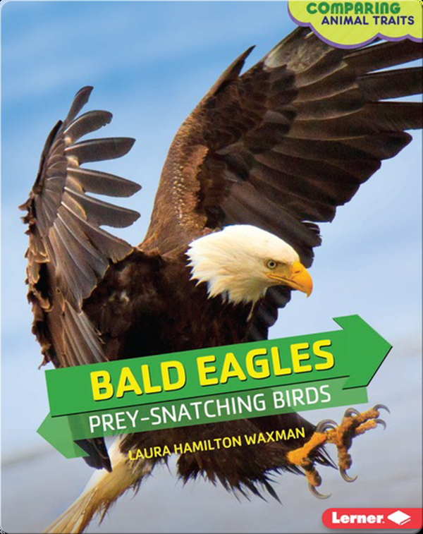 Bald Eagles: Prey-Snatching Birds