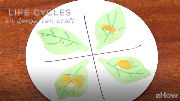 Kindergarten Crafts on Life Cycles