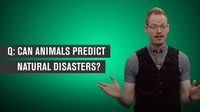 Can Animals Predict Natural Disasters?