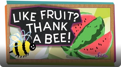 SciShow Kids: Pollination: How Bees Help Make Fruit!