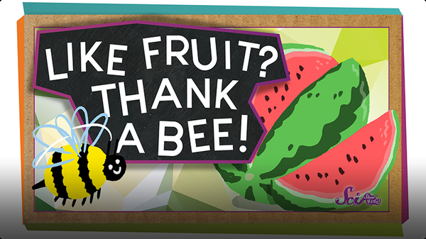 SciShow Kids: Pollination: How Bees Help Make Fruit!