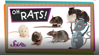 SciShow Kids: True or False? Rats Are Awesome!