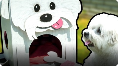 How to Make the Most Amazing Dog House