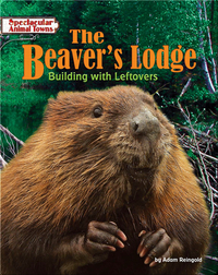 The Beaver's Lodge: Building with Leftovers