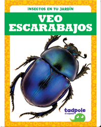 Insectos en tu jardín: Veo escarabajos