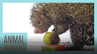 Porcupine Eats Fruit
