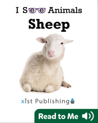 I See Animals: Sheep
