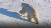 Frozen Planet: Polar Bear Hibernates