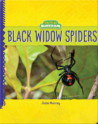 Animal Kingdom: Black Widow Spiders