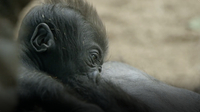 See A One-Month-Old Baby Gorilla Get Cradled Like a Football at the San Diego Zoo
