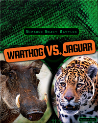 Bizarre Beast Battles: Warthog vs. Jaguar