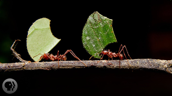 Where Are the Ants Carrying All Those Leaves?
