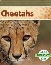 Big Cats: Cheetahs