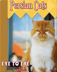 Eye To Eye With Cats: Persian Cats
