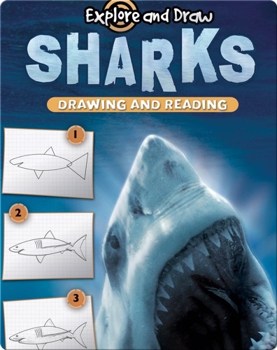 Explore And Draw: Sharks